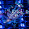 Goniopora Super Ultra