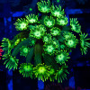 Goniopora Super Ultra (Goniopora sp.)