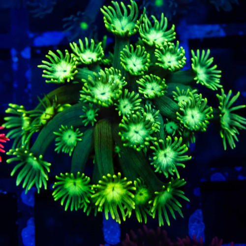 Goniopora Super Ultra (Goniopora sp.)
