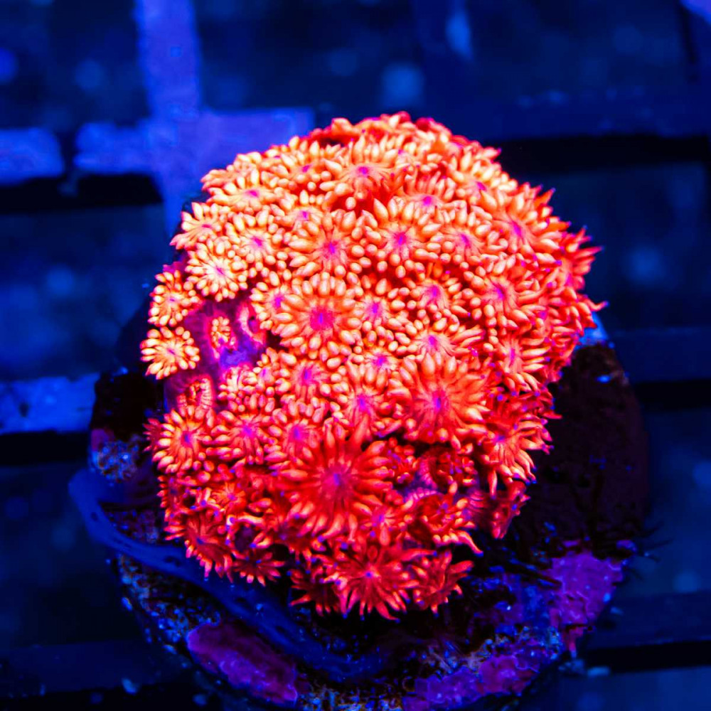 Ultra Red Goni