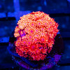 Ultra Red Goni
