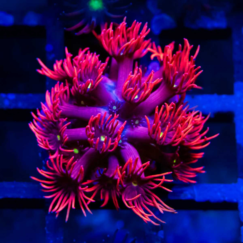 Goniopora Super Ultra (Goniopora sp.)