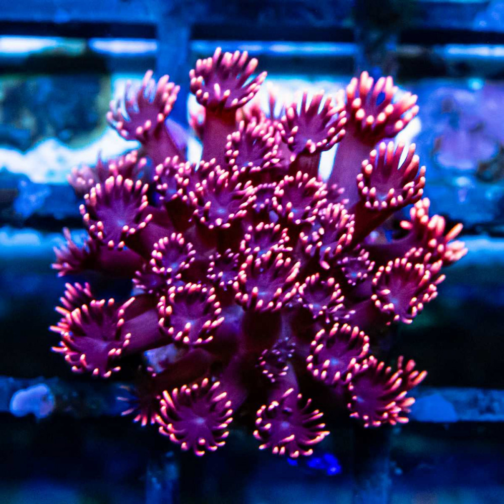 Goniopora Super Ultra (Goniopora sp.)