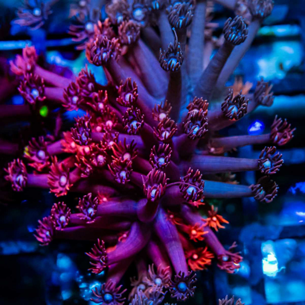 Goniopora Super Ultra