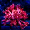 Goniopora Ultra Rainbow