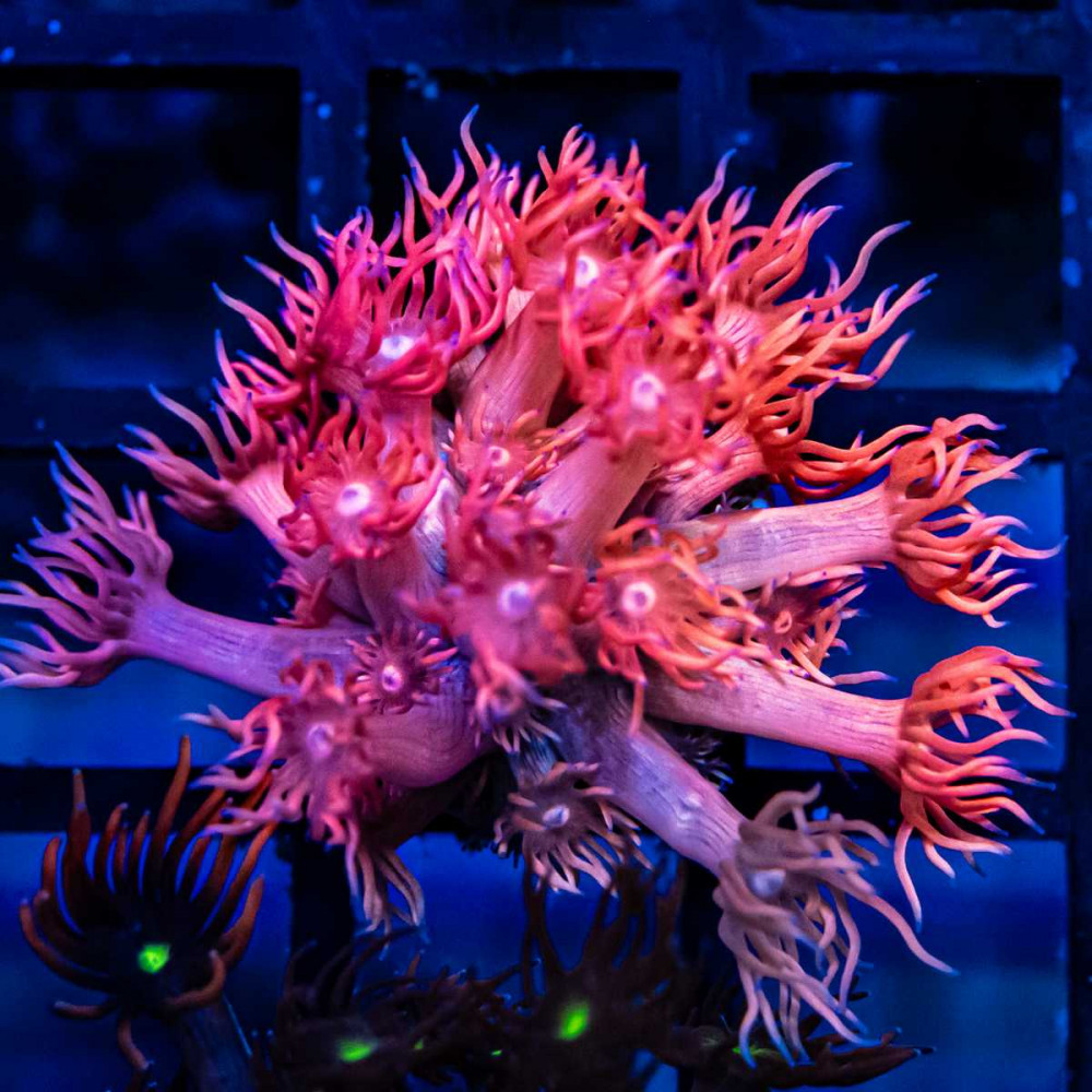 Goniopora Super Ultra