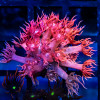 Goniopora Super Ultra
