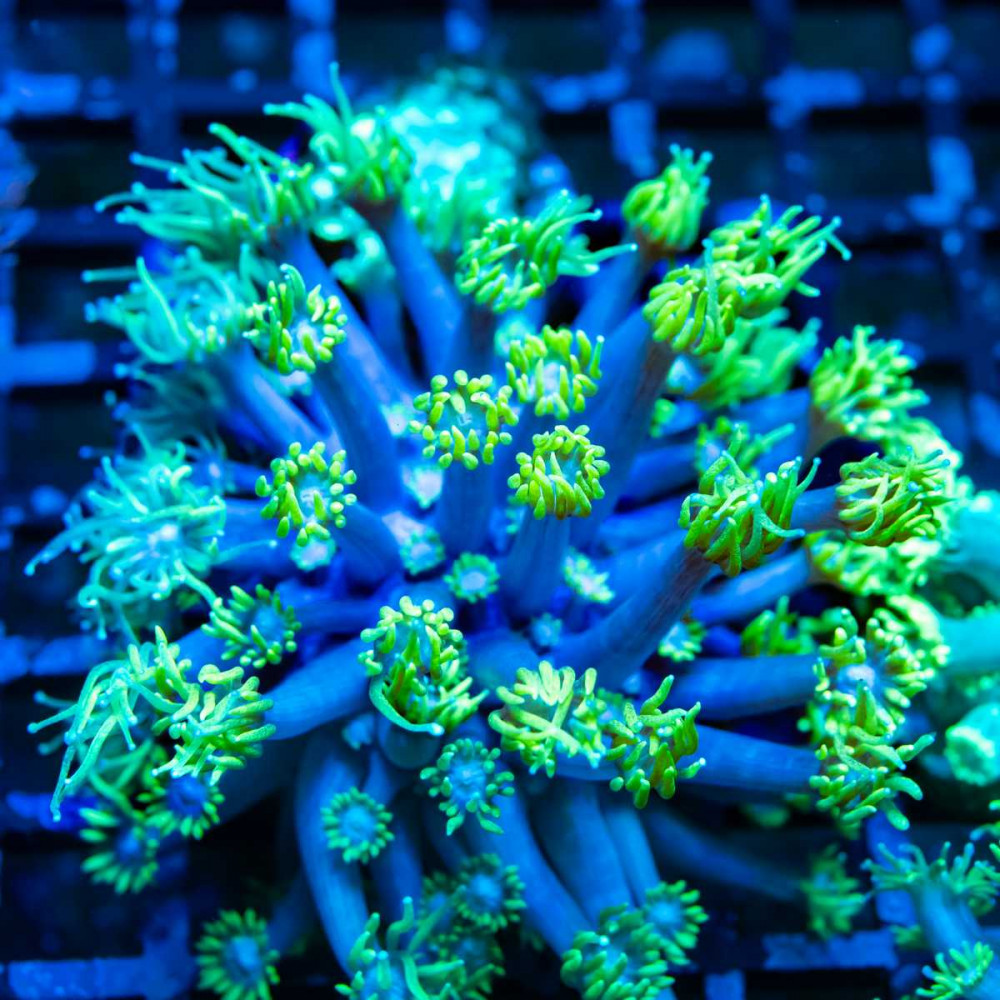 Blue Neon Green Goni Frag