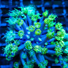 Blue Neon Green Goni Frag