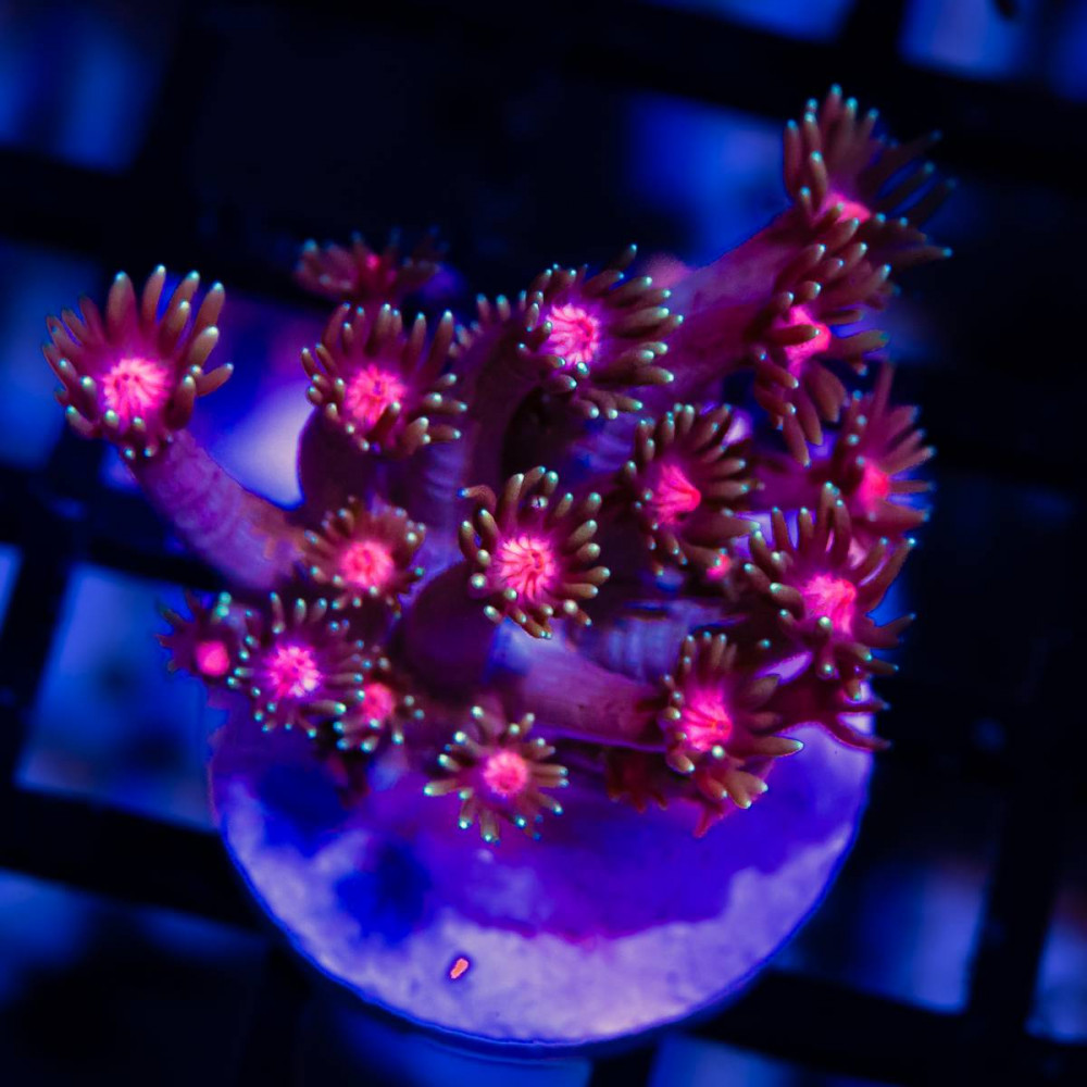 Goniopora Super Ultra