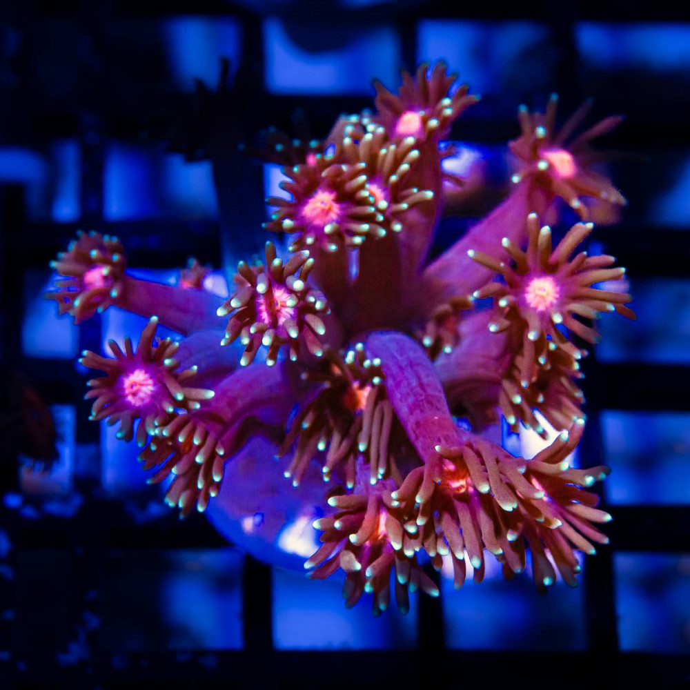  Goniopora Ultra