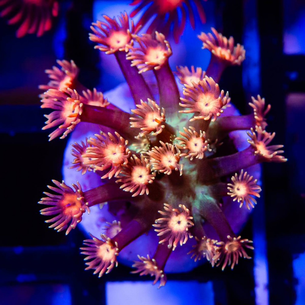  Goniopora Ultra