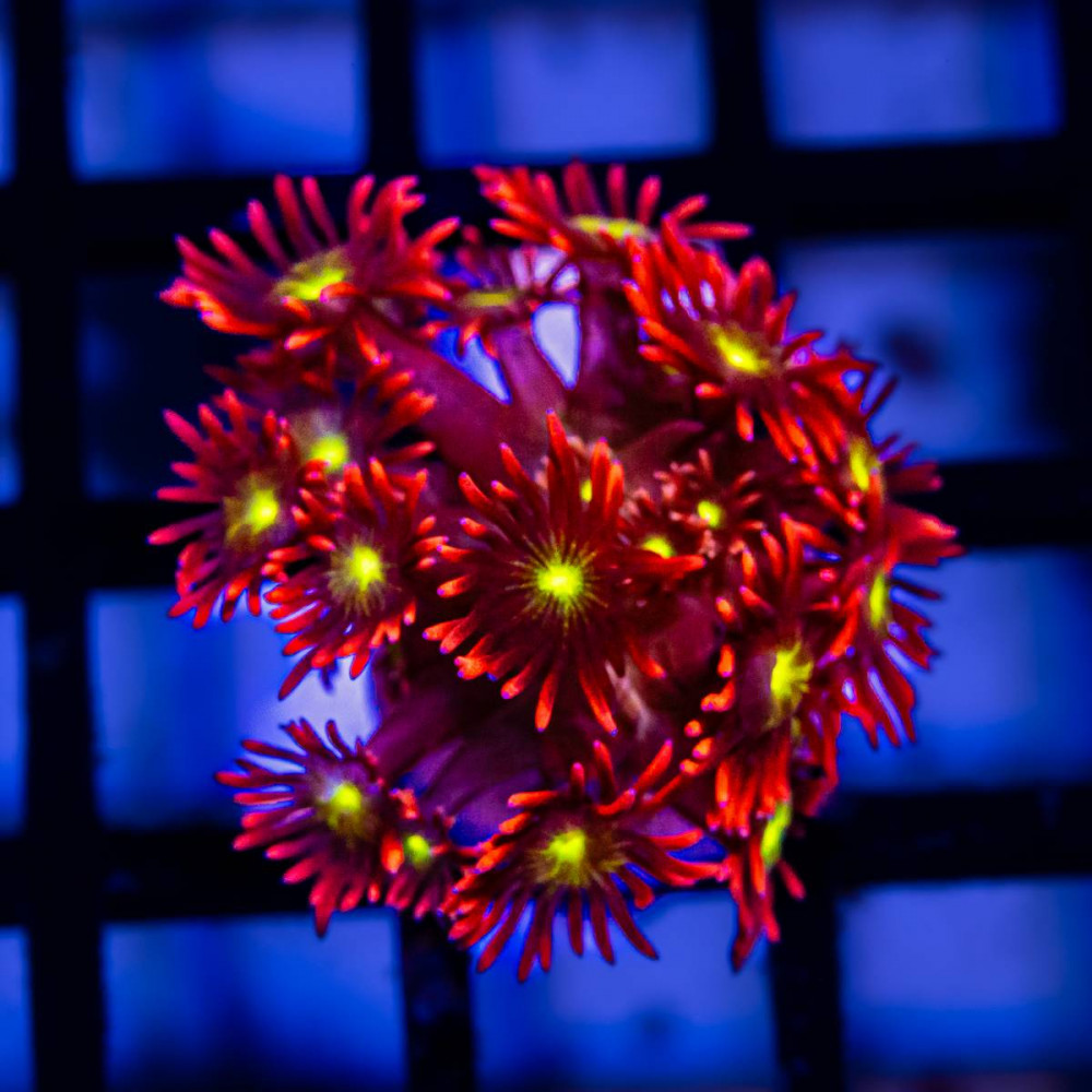 Bright Goni Frag