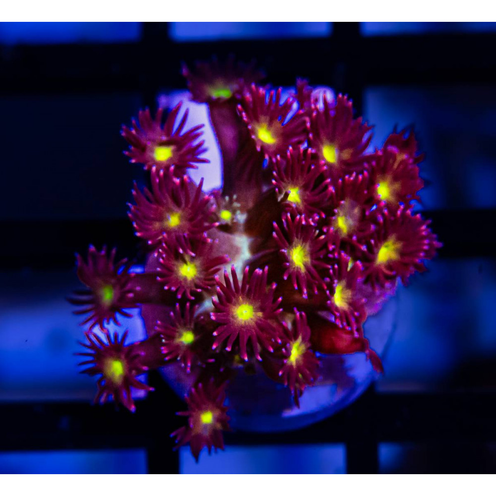 Goniopora Super Ultra