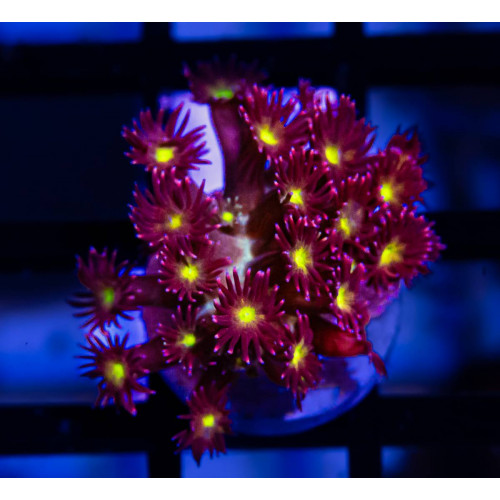 Goniopora Super Ultra
