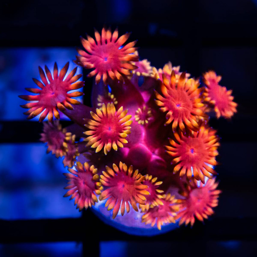 Goniopora Super Ultra