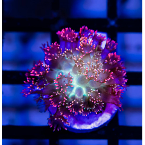 Goniopora Super Ultra (Goniopora sp.)