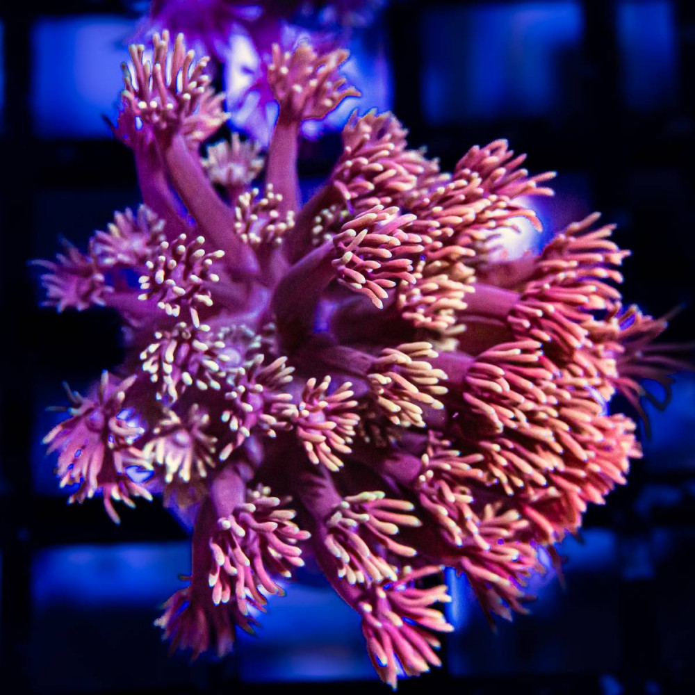 Goniopora Super Ultra (Goniopora sp.)