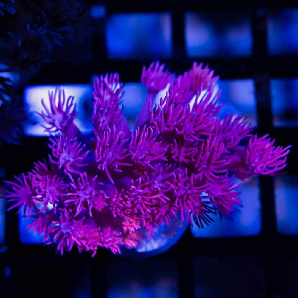 Goniopora Super Ultra