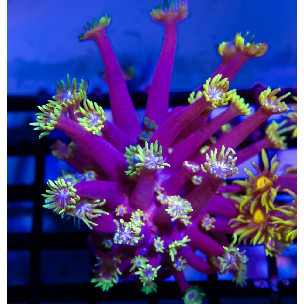 Blue Neon Green Goni Frag