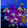 Blue Neon Green Goni Frag