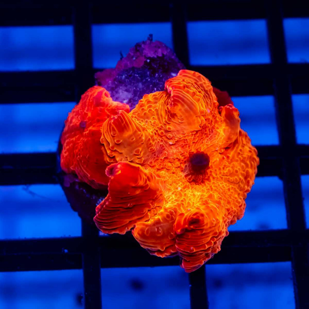 Discosoma Ultra Orange