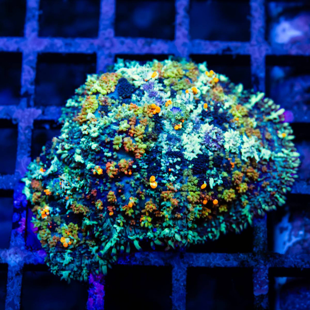 Ultra Rainbow Buonce Rhodactis