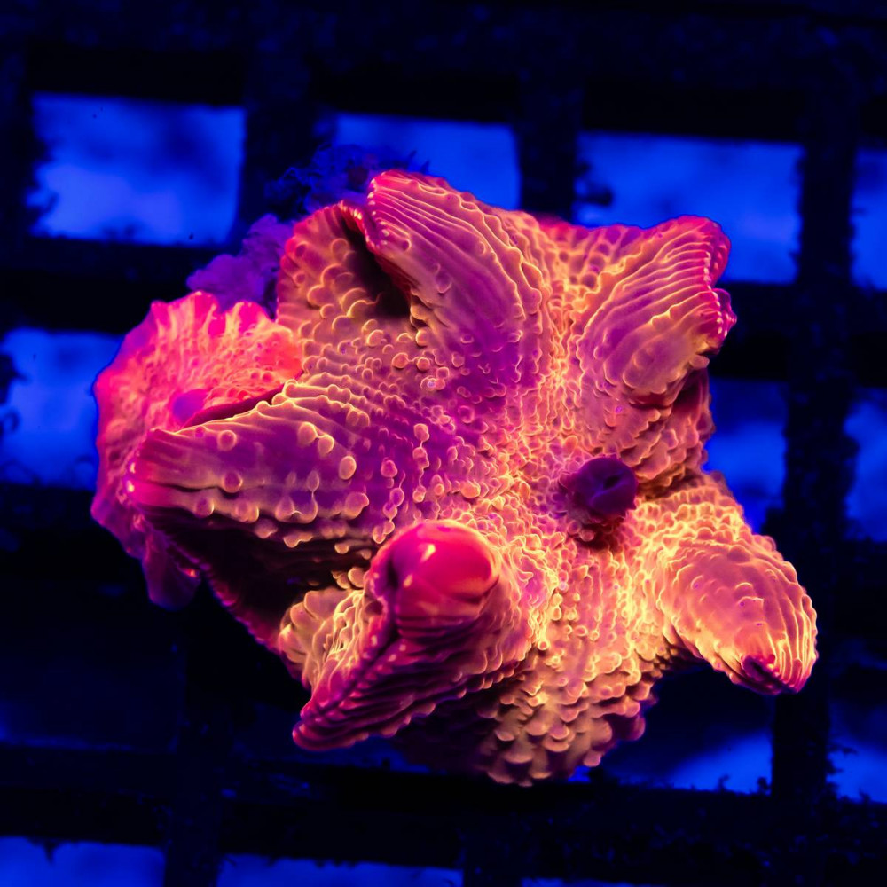 Discosoma Ultra Pink-Orange Size 3 inches 