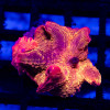 Discosoma Ultra Pink-Orange