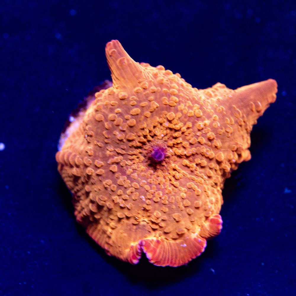  Discosoma Ultra Orange