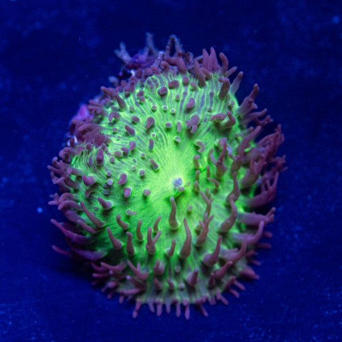 Turquoise Blue Rhodactis