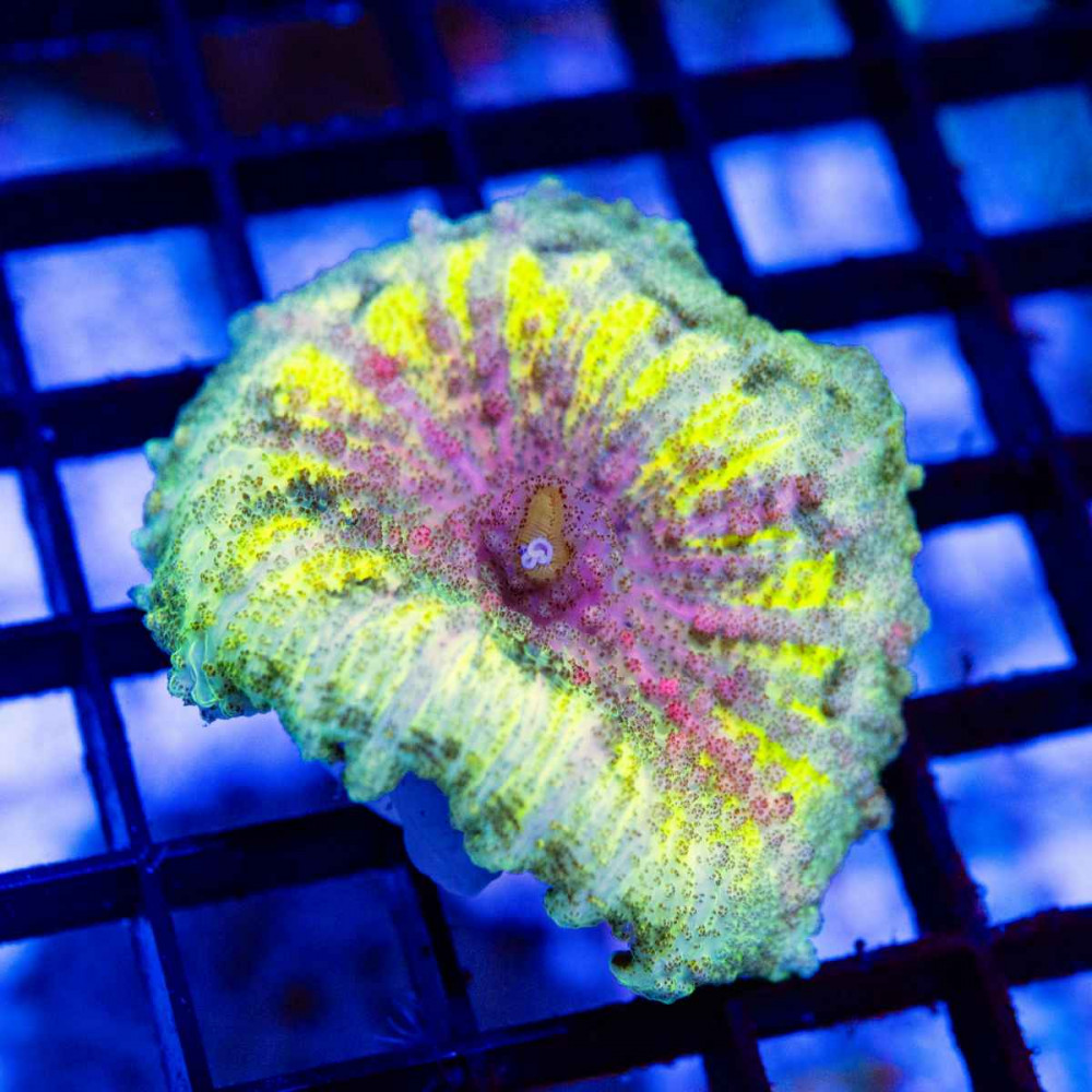  Umbrella Neglectus Mushroom