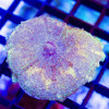 Umbrella Neglectus Mushroom