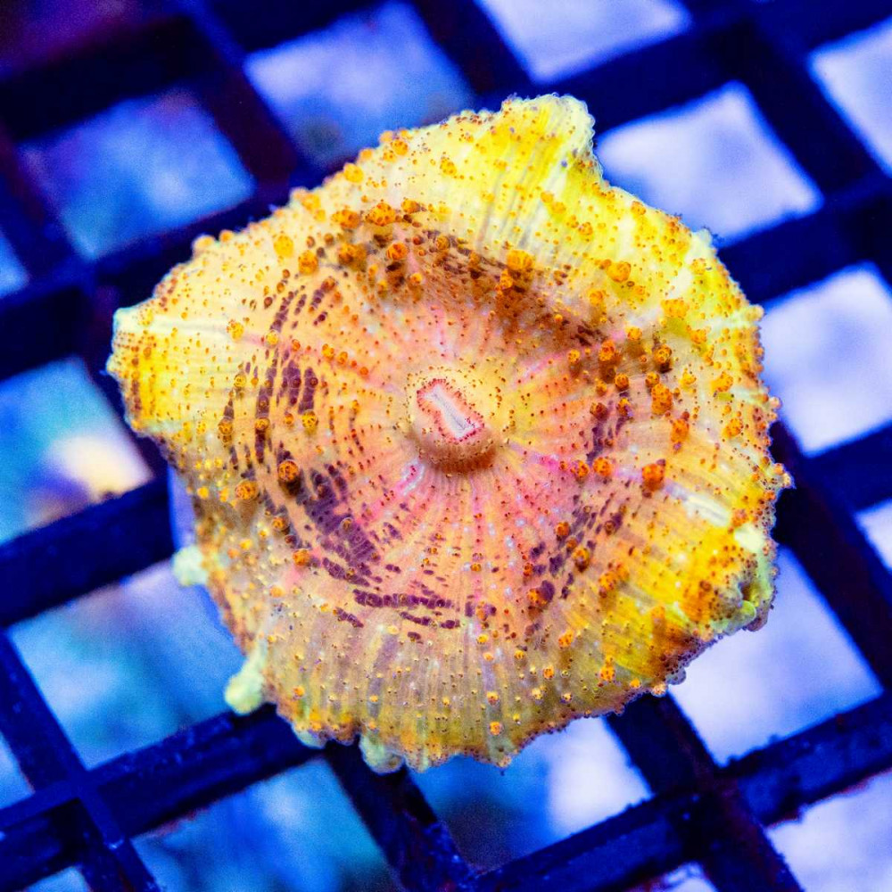  Umbrella Neglectus Mushroom