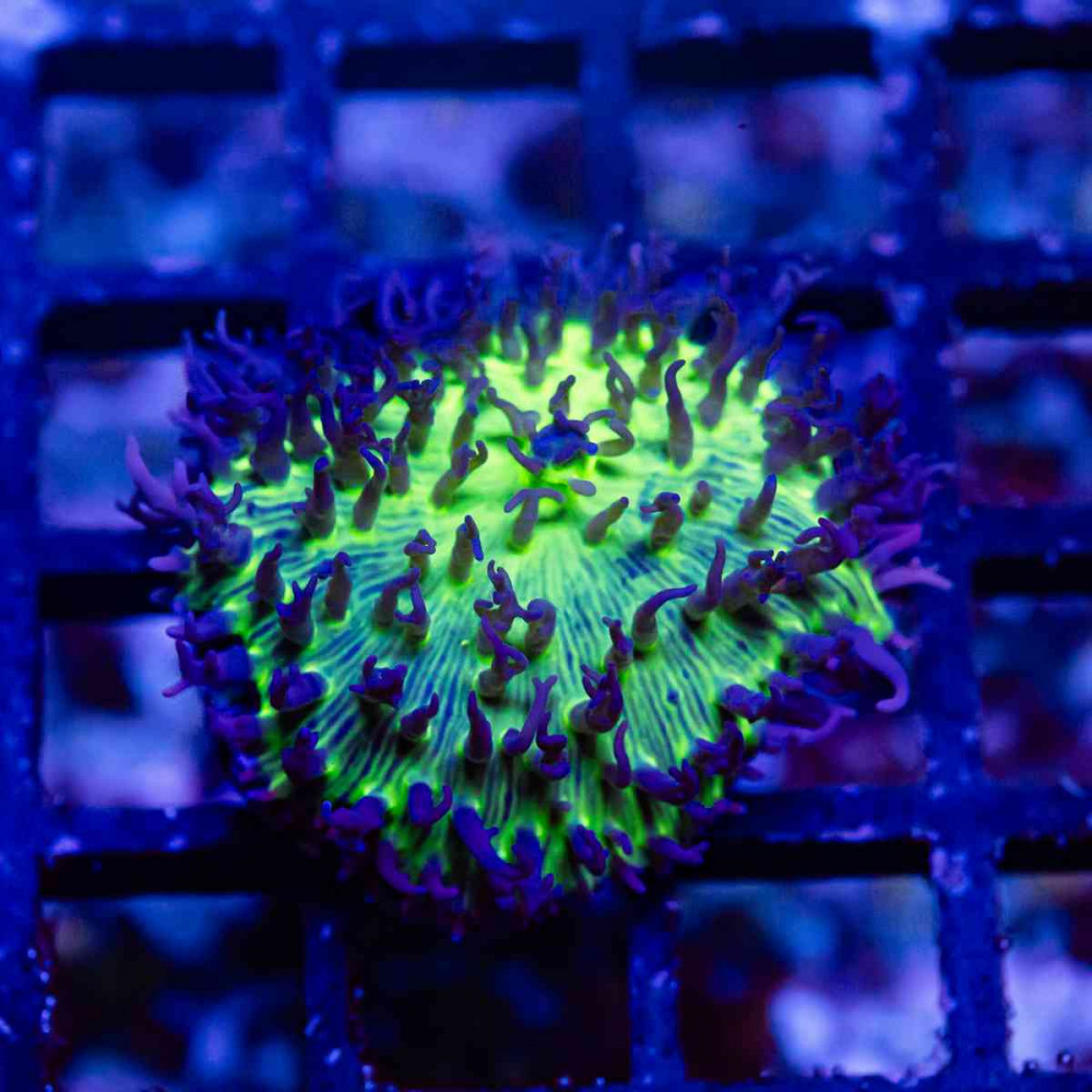  Turquoise Blue Rhodactis