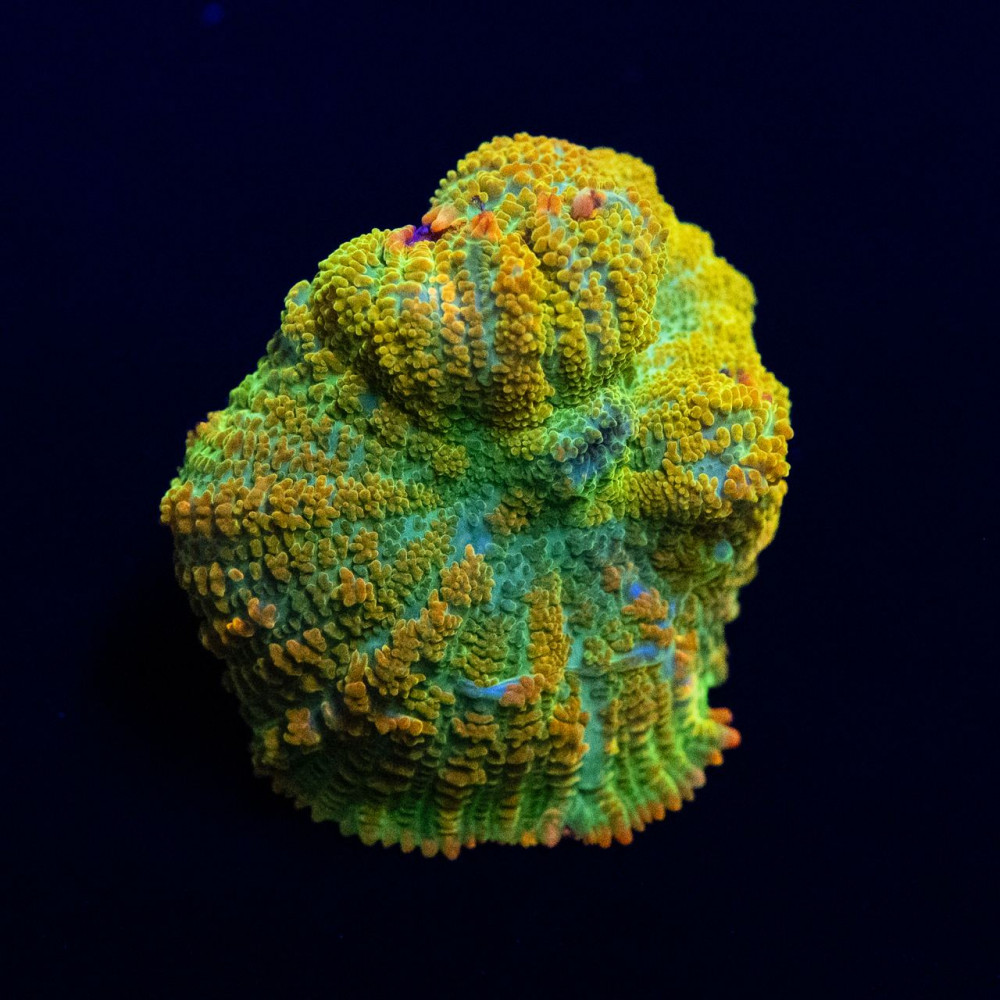 Malibu Rhodactis