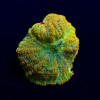 Malibu Rhodactis
