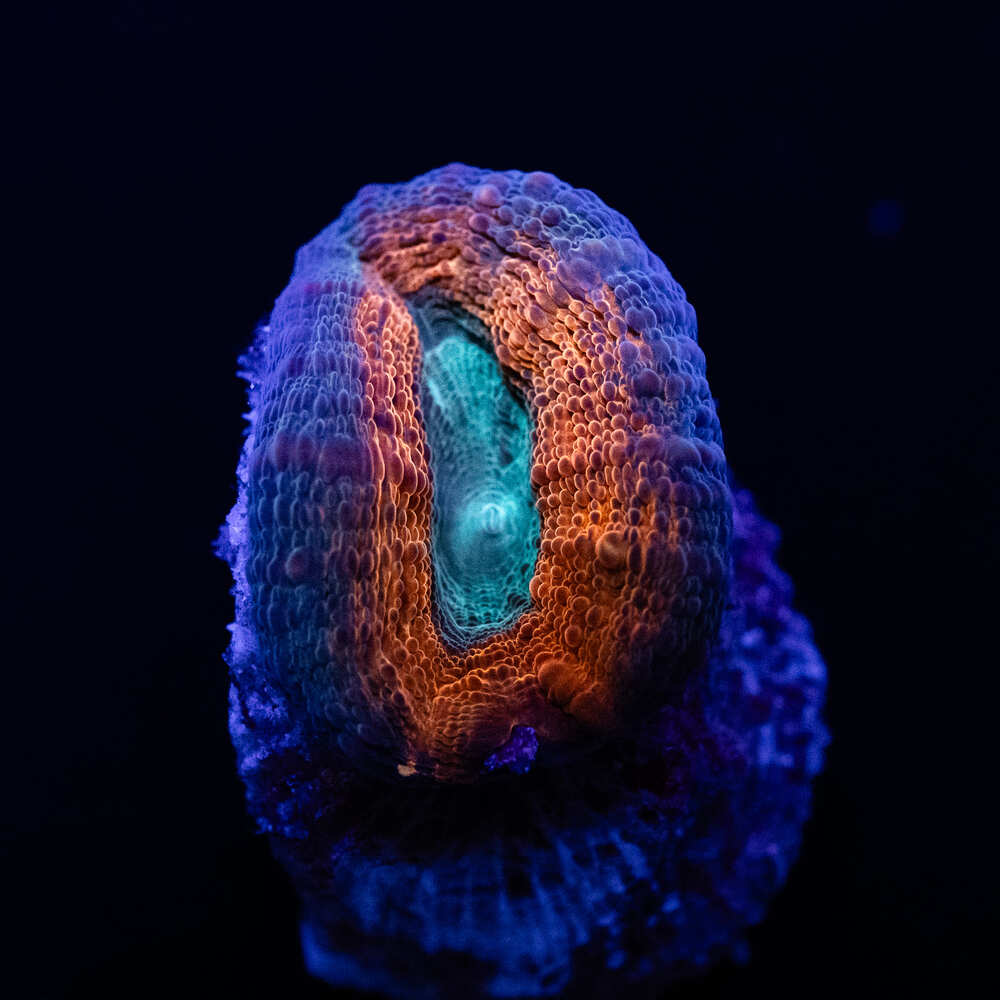 1х1,5 Red Yellow Green Lobophyllia
