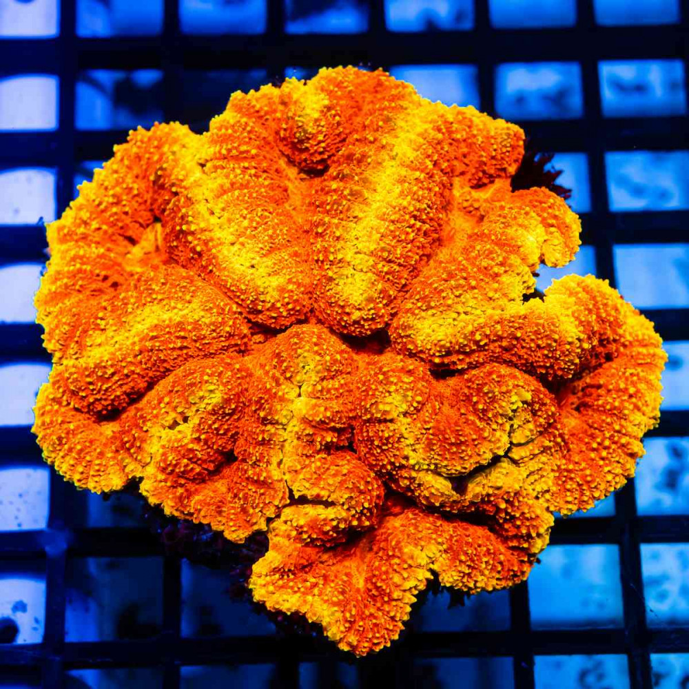 3х3 Super Bright Ultra Ausse Multicolor Lobophyllia
