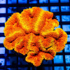 3х3 Super Bright Ultra Ausse Multicolor Lobophyllia