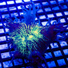 3x3 Ultra Bright Elegance Coral Tiny Size
