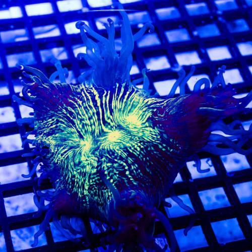3x3 Ultra Bright Elegance Coral Tiny Size