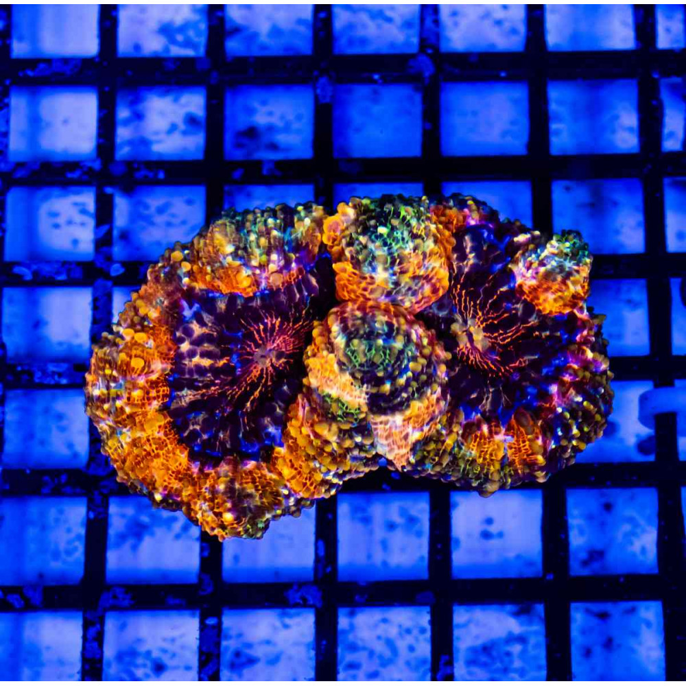 3,5х2 Super Bright Ultra Ausse Multicolor Lobophyllia
