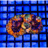 3,5х2 Super Bright Ultra Ausse Multicolor Lobophyllia