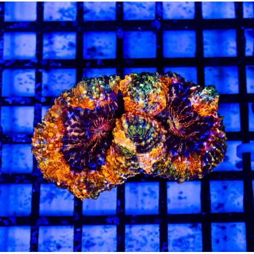 3,5х2 Super Bright Ultra Ausse Multicolor Lobophyllia
