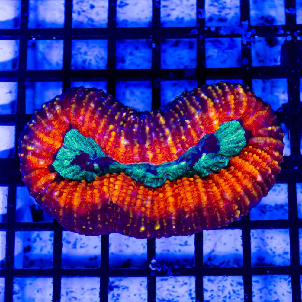 2х5 Red Smile Lobophyllia