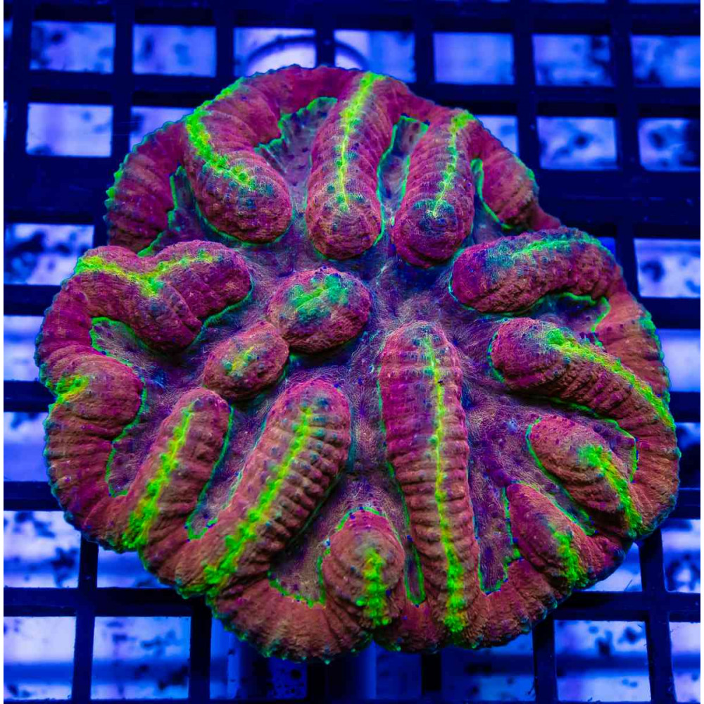  Symphyllia Ultra
