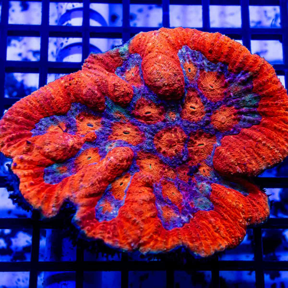  Symphyllia Super Ultra
