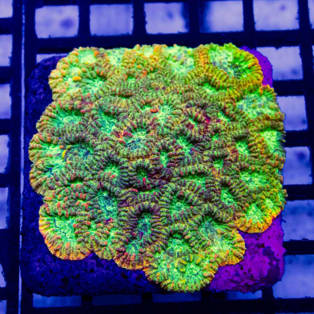 Favites Colony