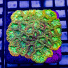 Favites Colony